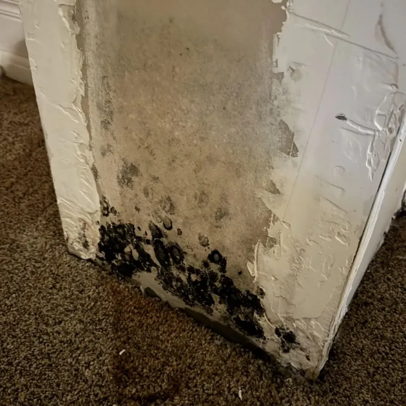 Professional Mold Removal in Gallia County, OH